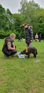 Nasenarbeit mit den Welpen und Junghunden 2019